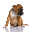 A lovely Pet