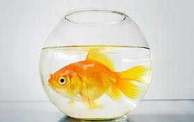 goldfish