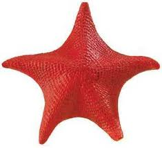 starfish