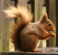 squirrel