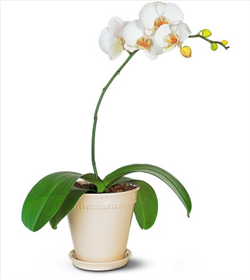 orchids