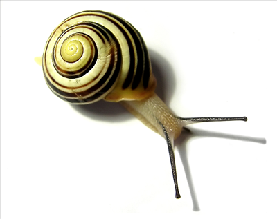 snail