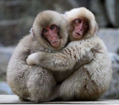 monkey friends