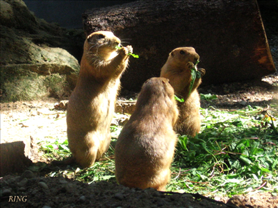 Singing friends