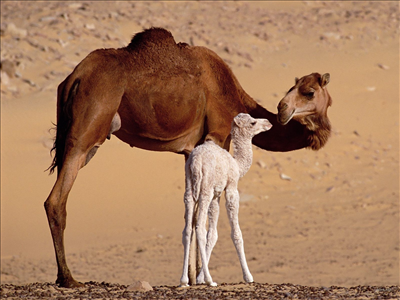 Camel