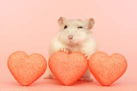 souris farceuse