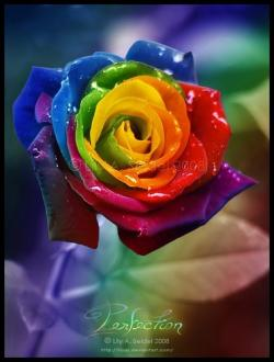 colourfull rose
