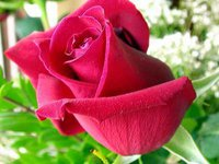 Anne ; Melektir. Anne ; Yaşam kaynağıdır. Anne ; Sonsuzluktur. Anne ; Güvencedir. Anne ; Koruyucudur