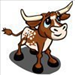 Bull calf