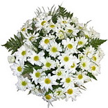 Beyaz Papatyalar