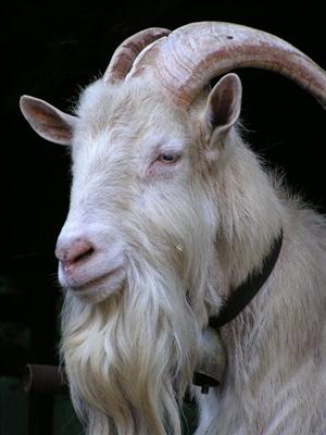 Zimbaro!!!