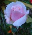 Pembe Gul