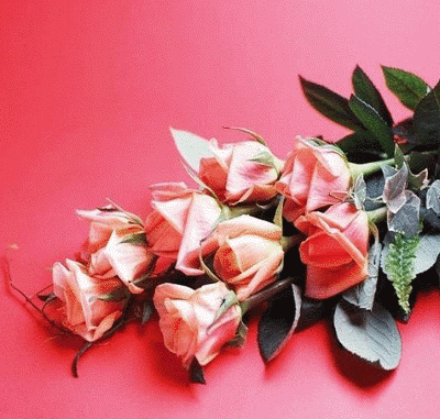 have a beautiful Day