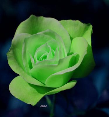 Green Rose
