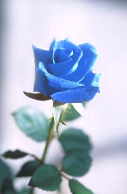 Blue Rose