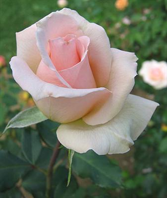 Pink Rose