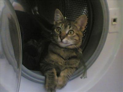kedi