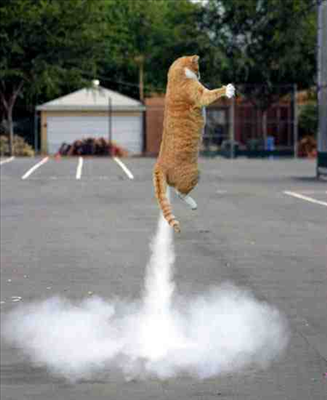 Cat Farts..