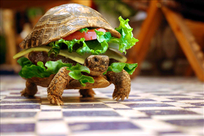 Fast Food