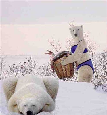 Polar Man
