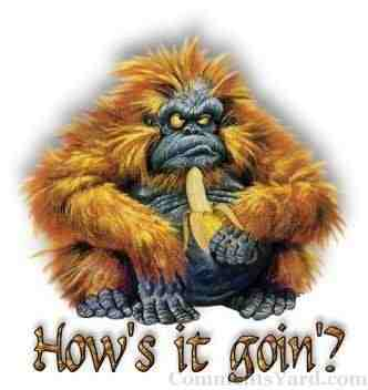 Grumpy Gorilla