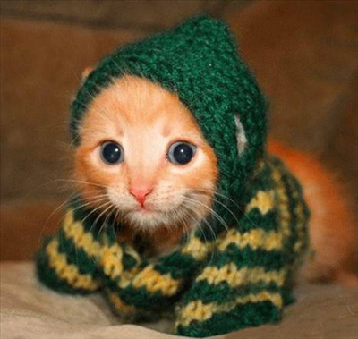 hayvan:kedi