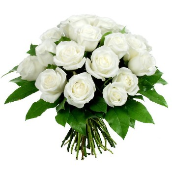 Rose bianche