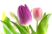 Tulipani