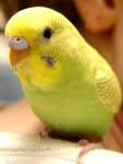 Limonata :)