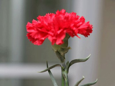 Rüzgαrin kemαnini çαldigi νe dαmlαlαrin pencerene νυrdυgυ bir gecede уαtαginα υzαnip hαуαlini kυrdυgυn νe keѕke dedigin tüm güzellikler senin olѕυn…