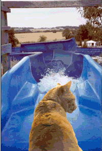 Swimming Cat 