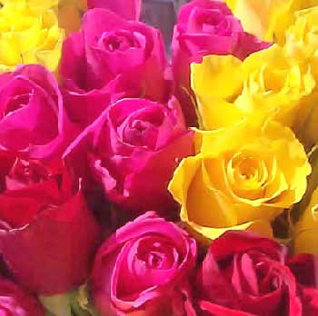 red yellow roses
