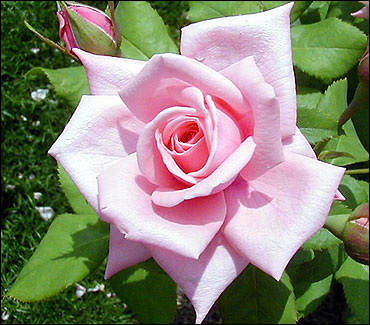 pink rose