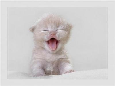 kedi