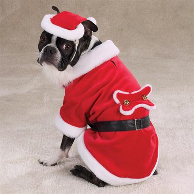 noel köpeği