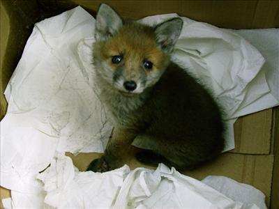 Fox Cub