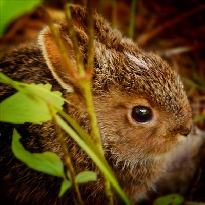 Bunny