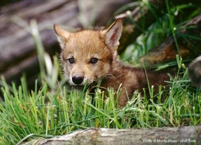 Wolf pup