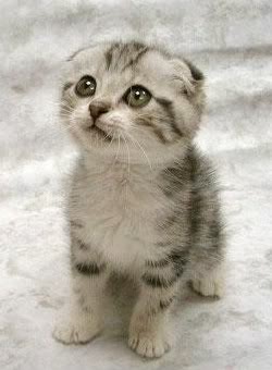 Kitten