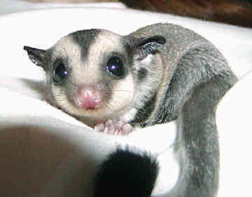 baby sugar glider