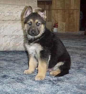 Puppy