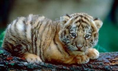 Tiger Cub