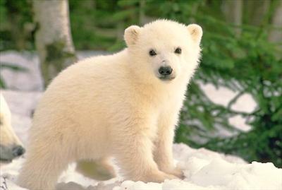 Bear Cub