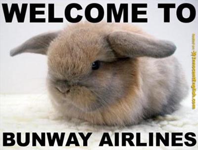 bunny