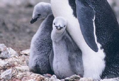 Pinguino