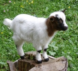 Capretta