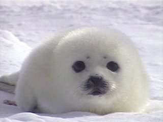 Baby Seal