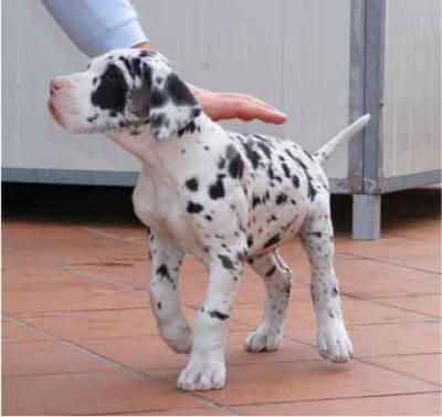 Alano