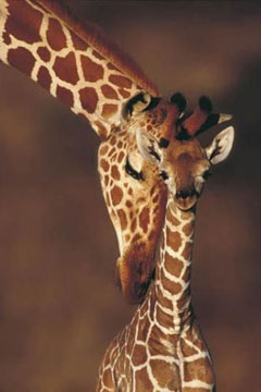 Giraffina