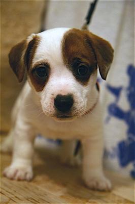 Jack Russell
